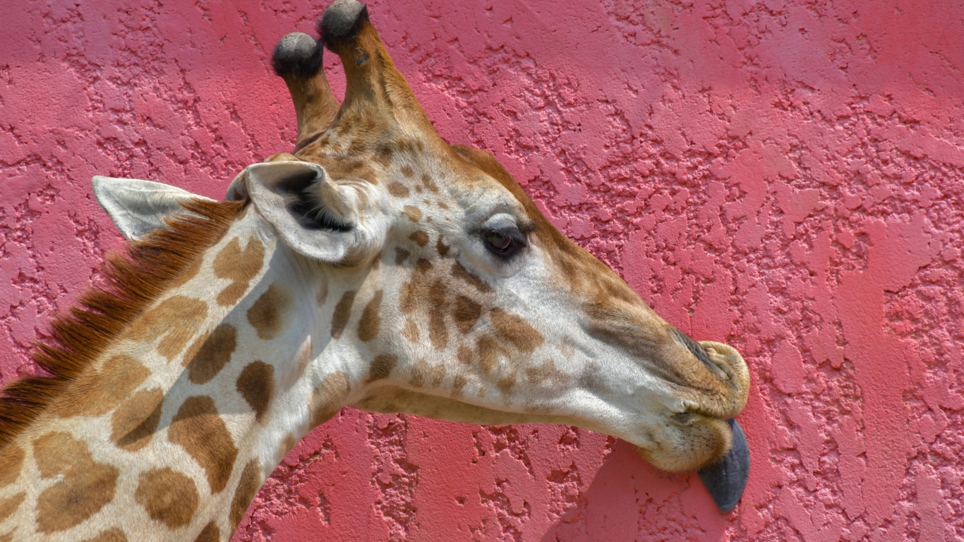 Пятнистый жираф облизывает розовую стену 