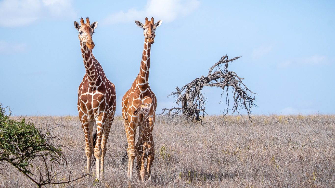 Два жирафа идут по сухой траве в саванне 