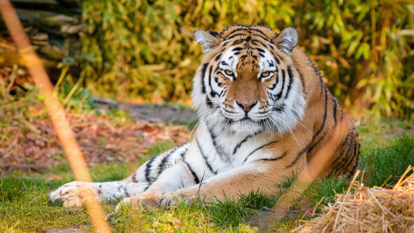 Суровый полосатый амурский тигр лежит на траве