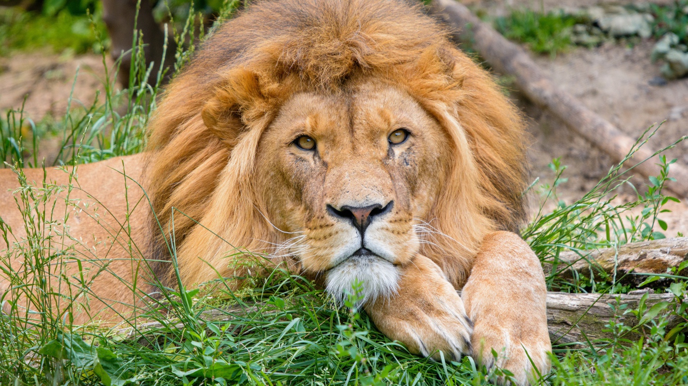 Большой лев лежит на зеленой траве 