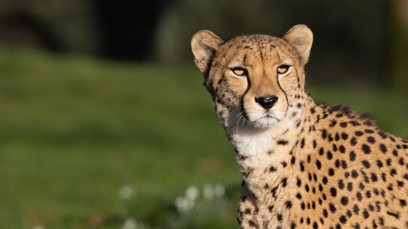 Большой пятнистый гепард в лучах солнца 