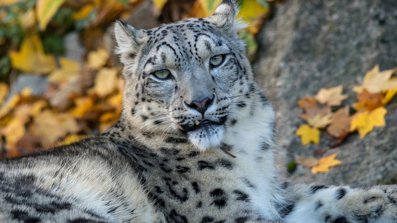 Big spotted snow leopard lies on the ground in autumn