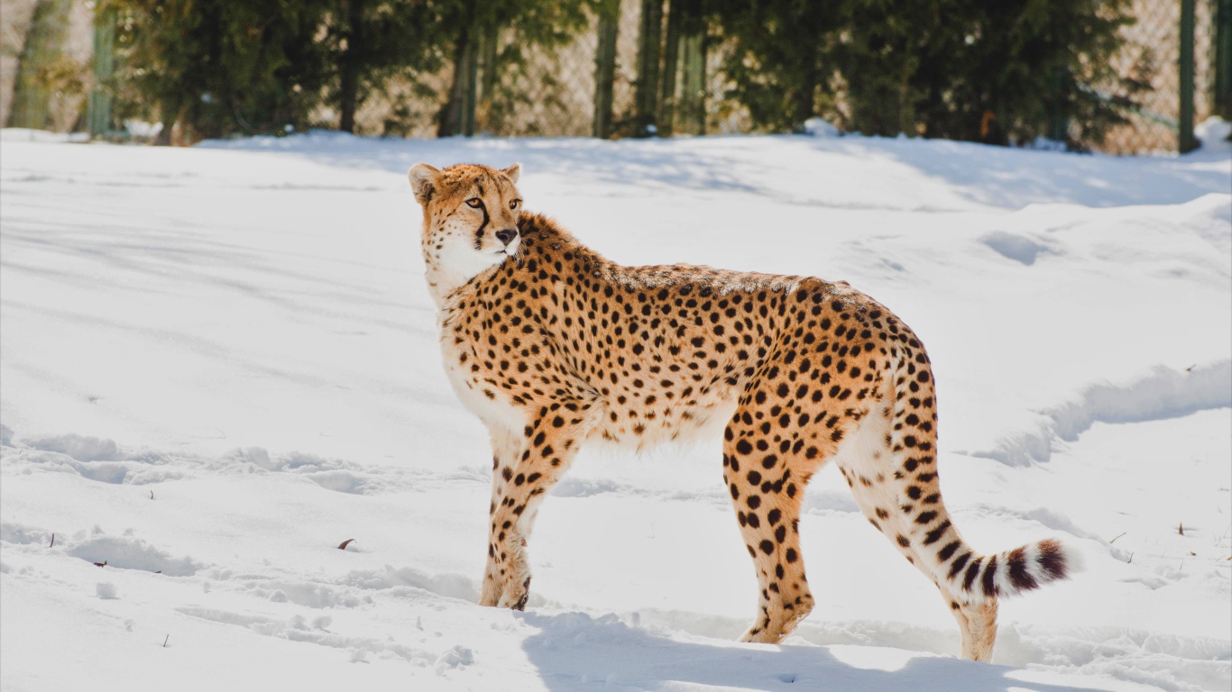 Гепард стоит на снегу в зоопарке 