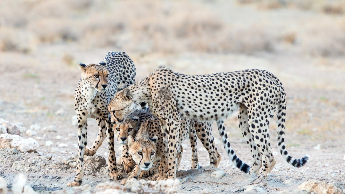 Гепарды охраняют детенышей 