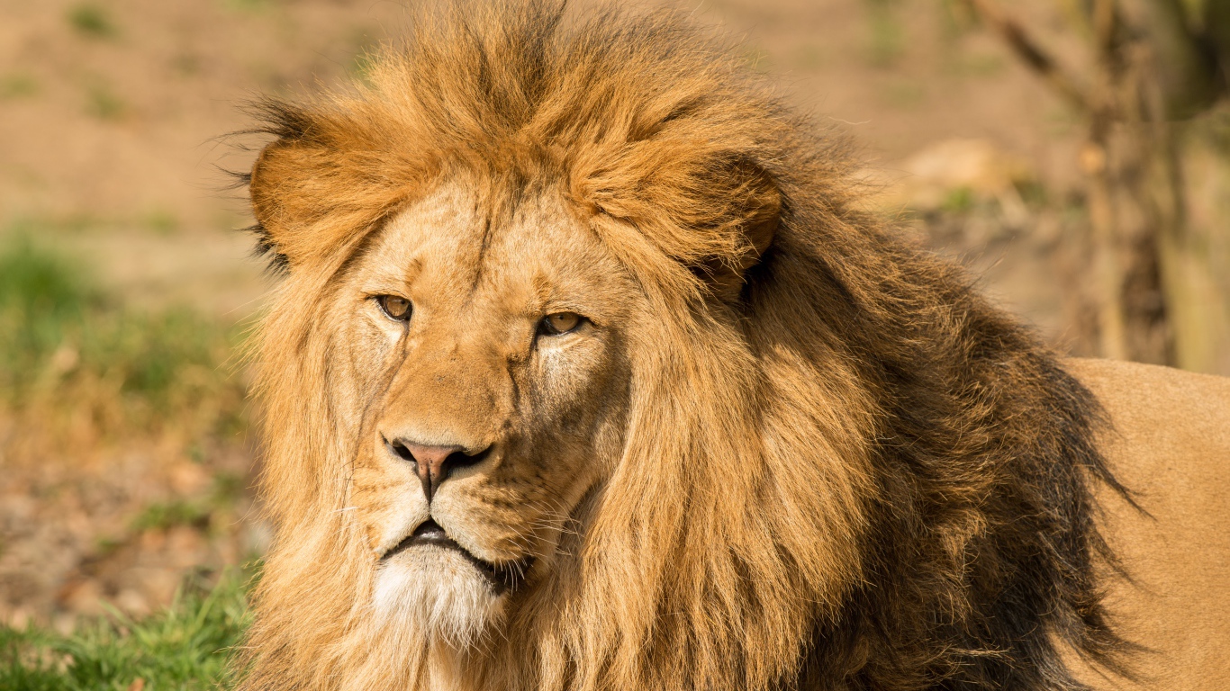 Морда льва с пышной гривой