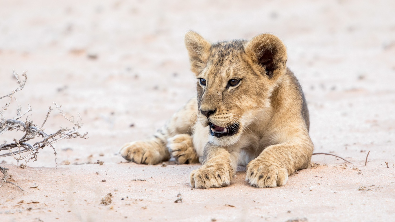 Маленький забавный львенок лежит на песке