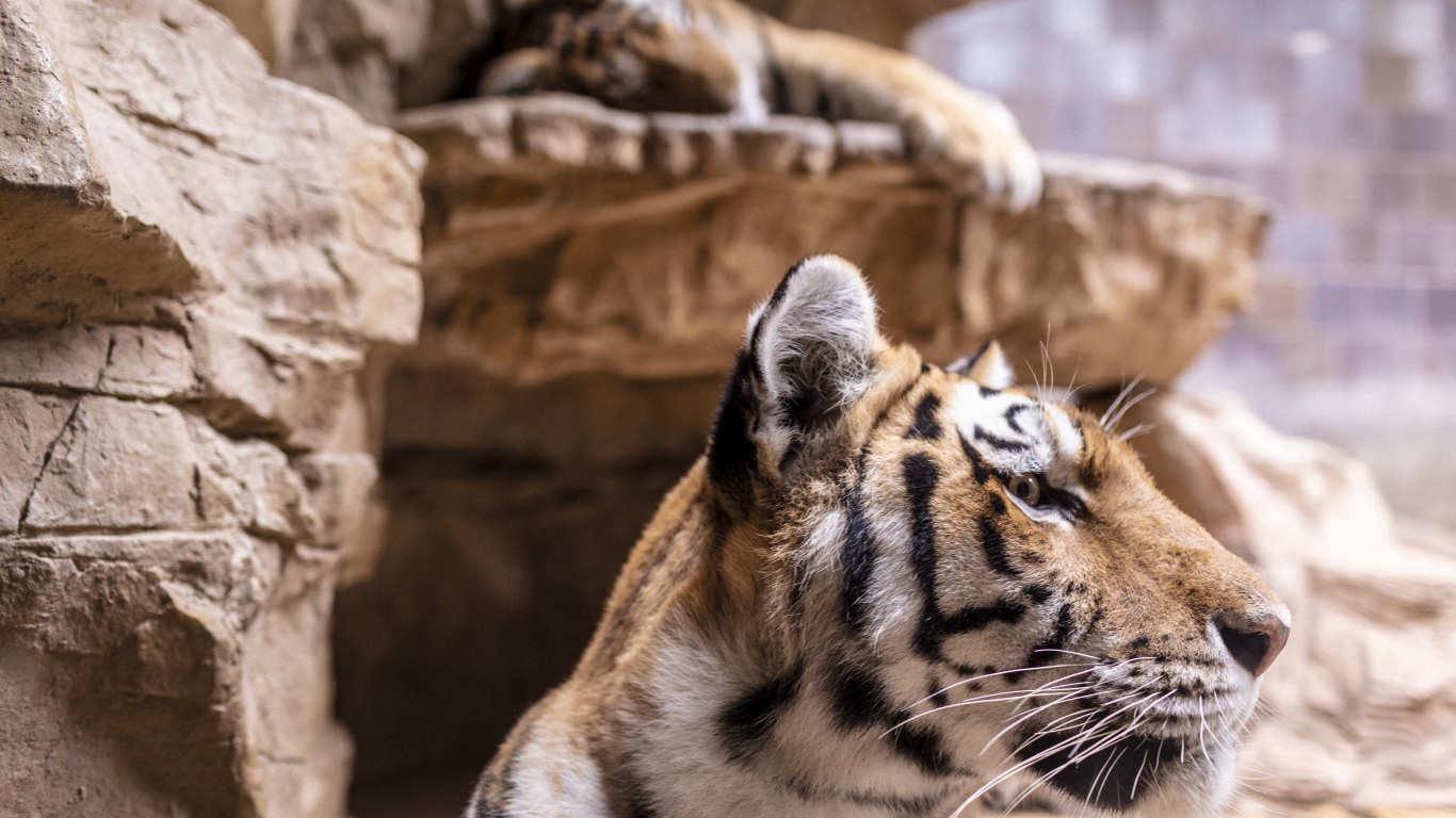 Морда полосатого тигра у камней в зоопарке 