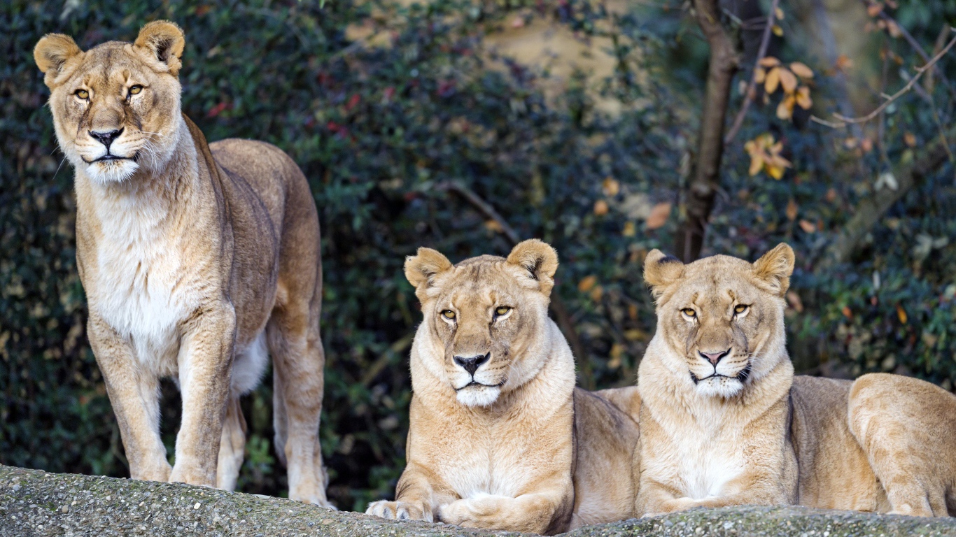 Три величественные львицы отдыхают на солнце