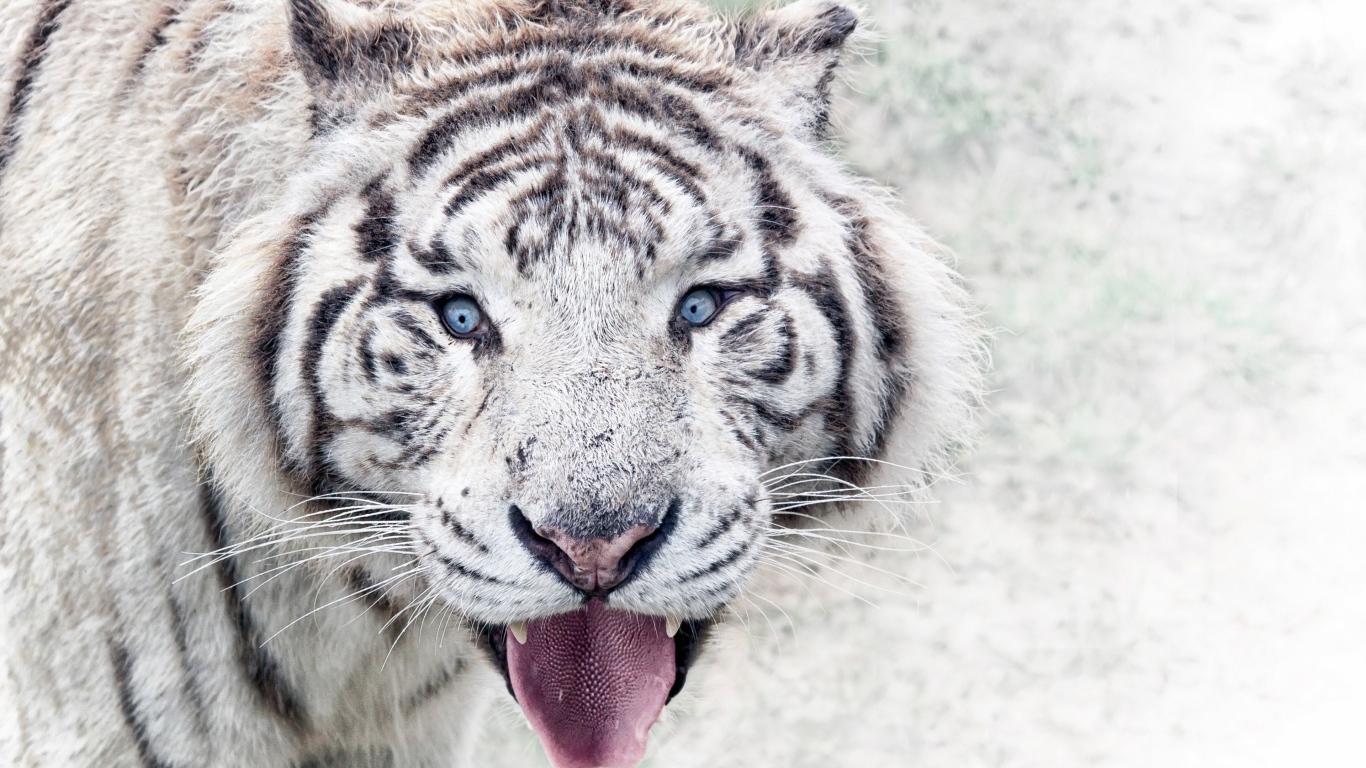 Белый голубоглазый тигр в высунутым языком