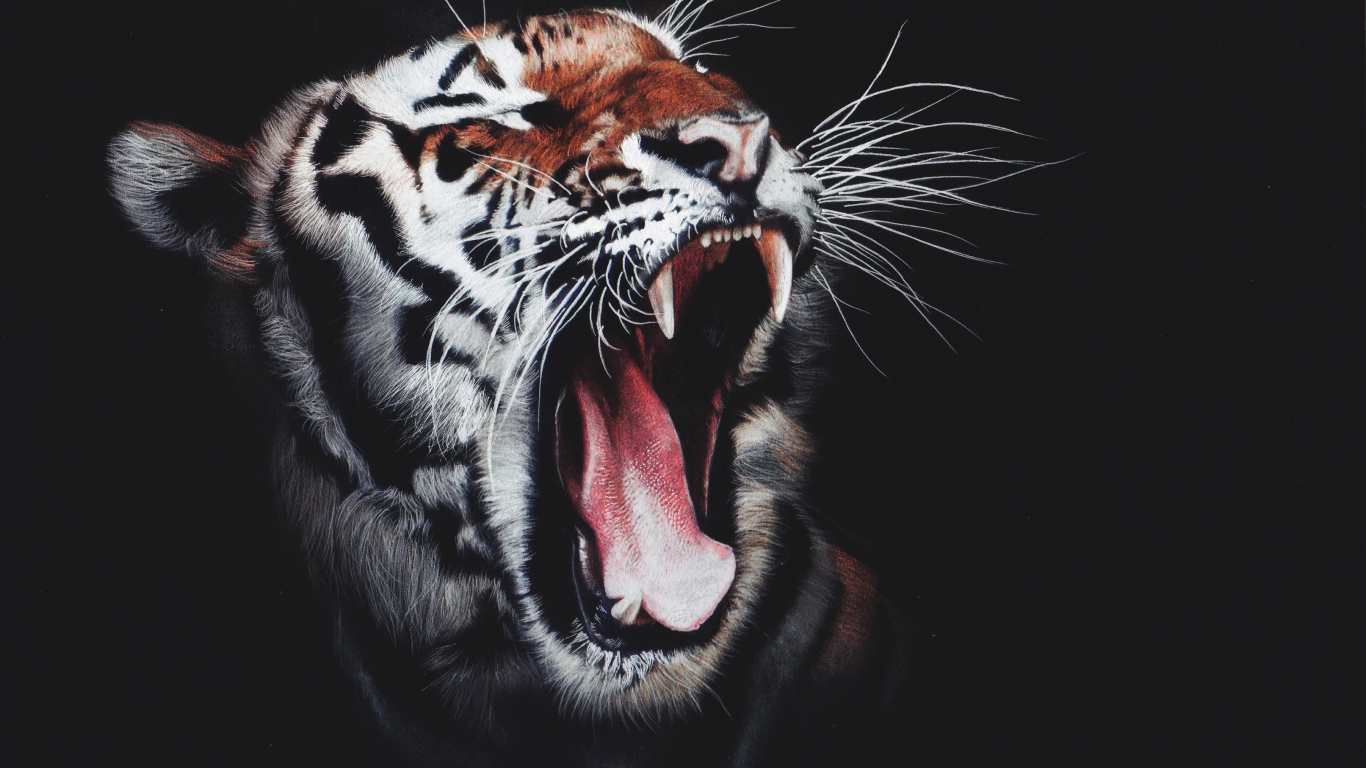 Зевающий полосатый тигр на черном фоне