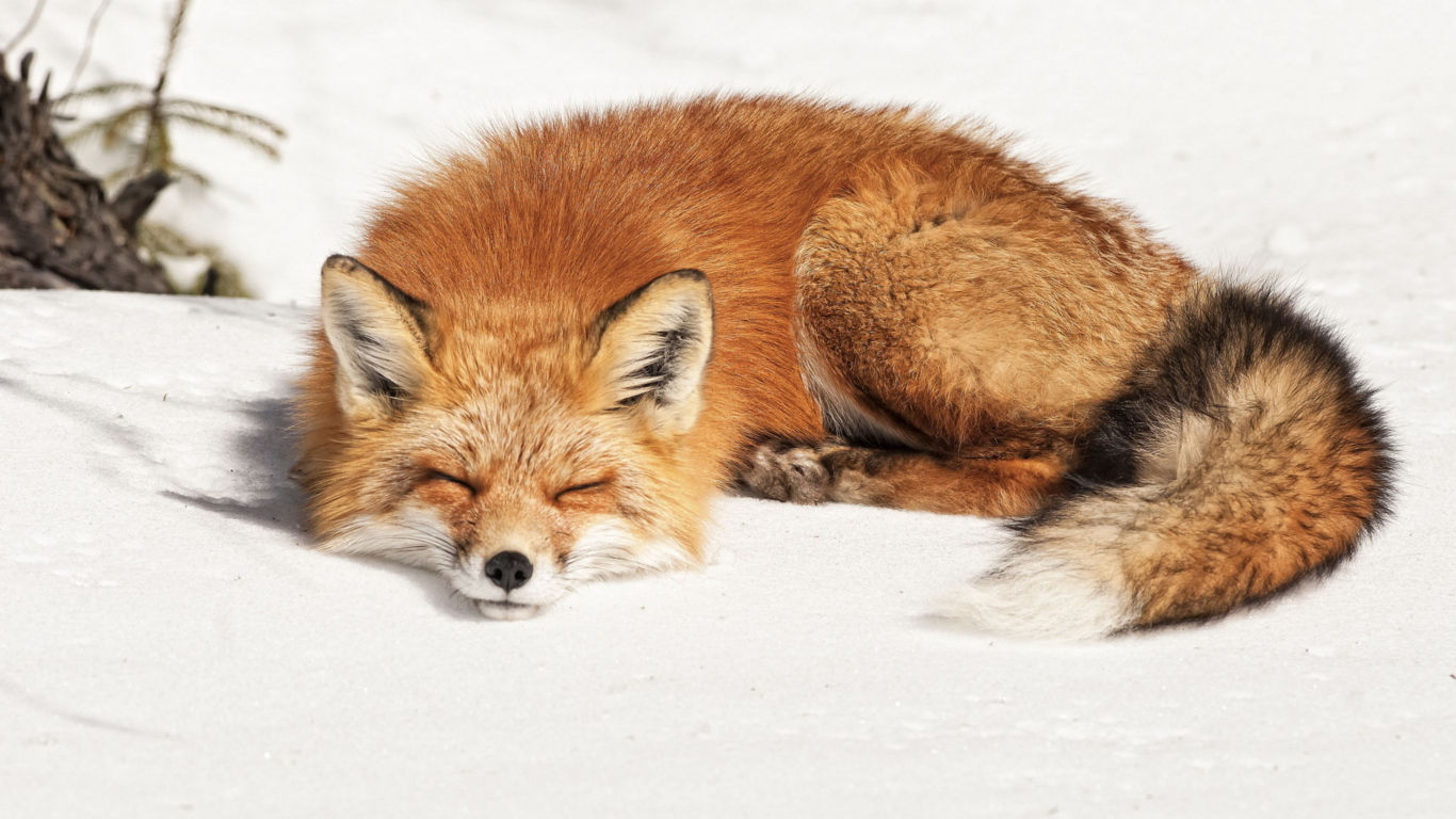 Пушистая рыжая лиса спит на холодном снегу