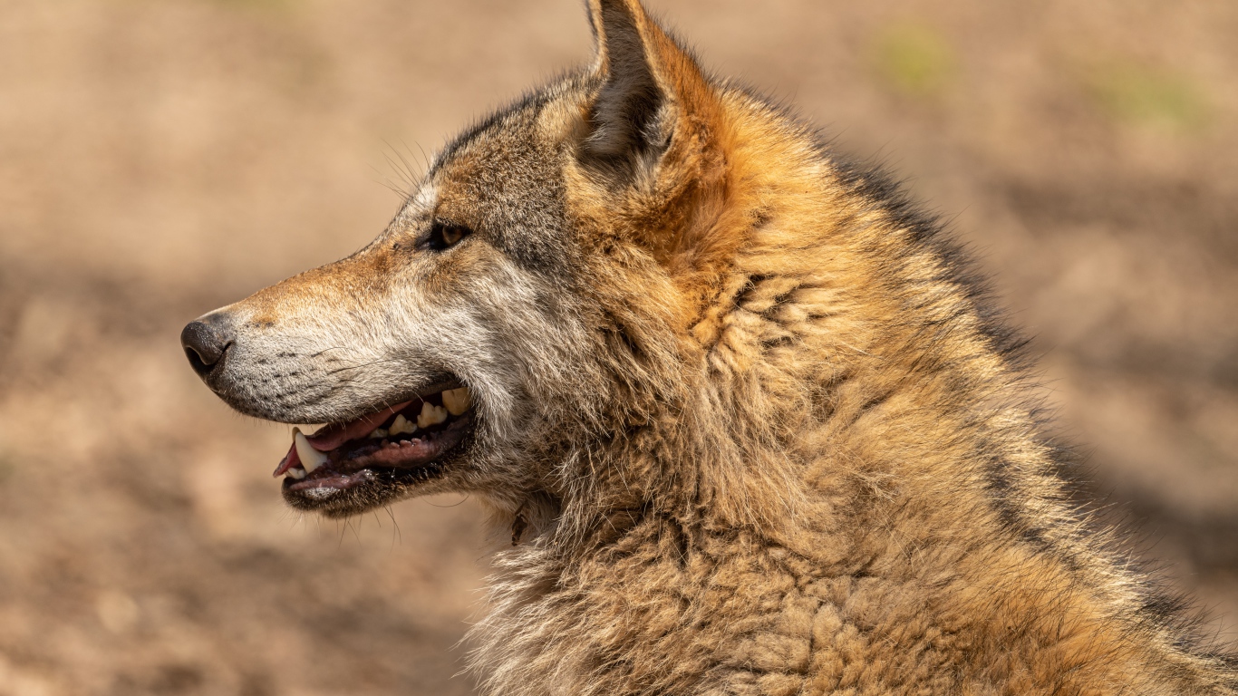 Predatory wolf with open mouth