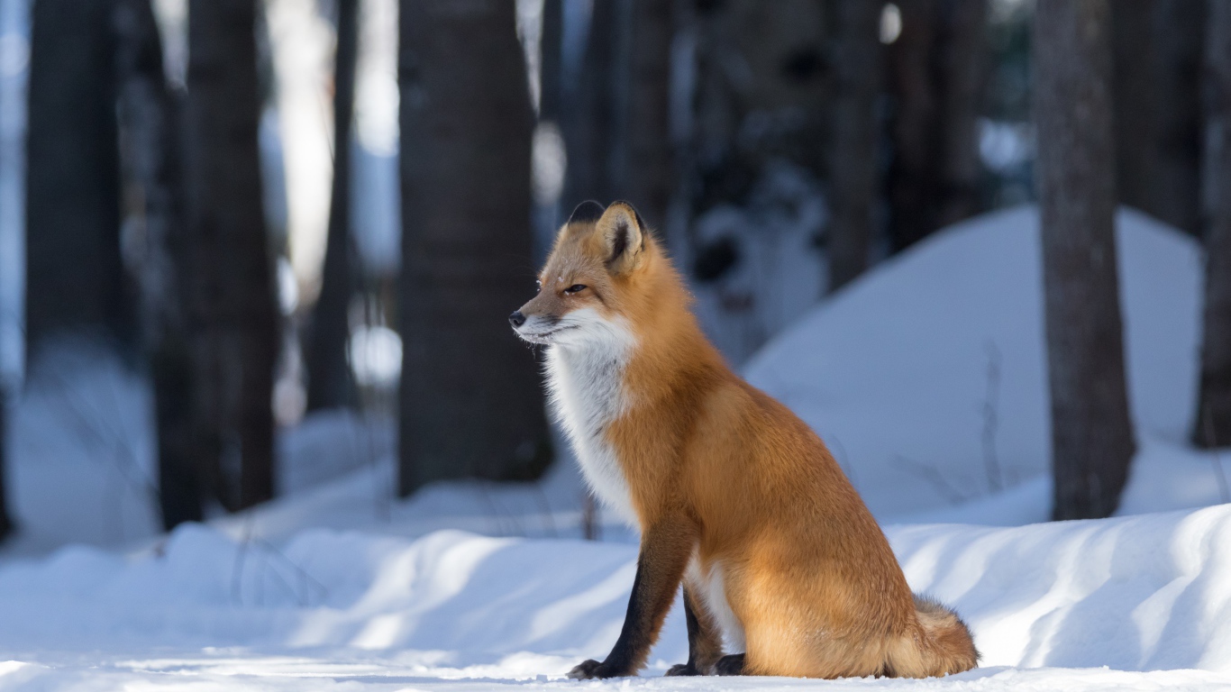 Хитрая рыжая лиса сидит на снегу в лесу