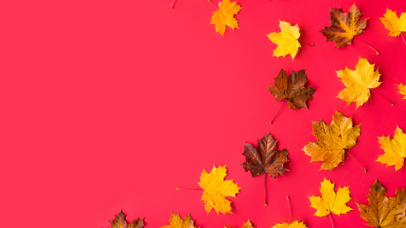 Опавшие осенние кленовые листья на красном фоне