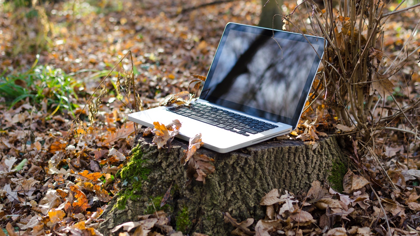 A laptop stands on a stump in the forest in autumn