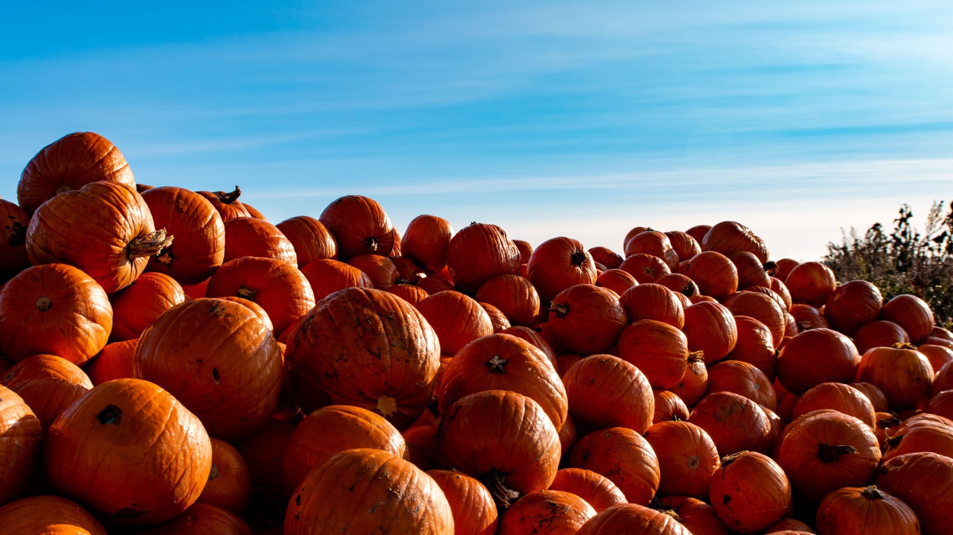 Много спелой оранжевой тыквы на поле на фоне голубого неба 