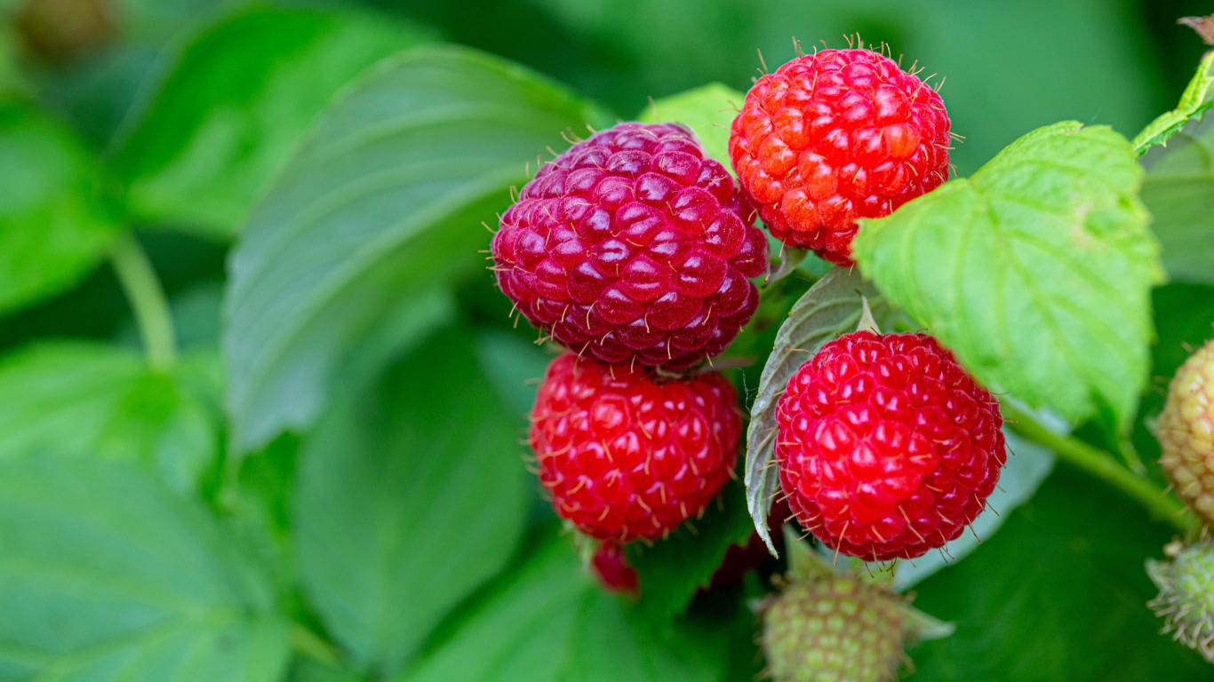 Спелая сочная красная малина на ветке 