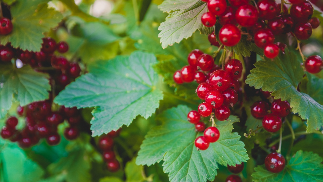 Спелая красная смородина с зелеными листьями на кусту