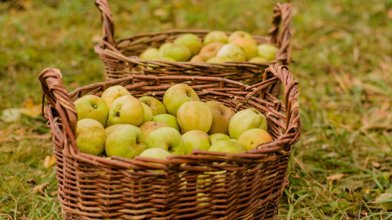 Две большие корзины с зелеными яблоками
