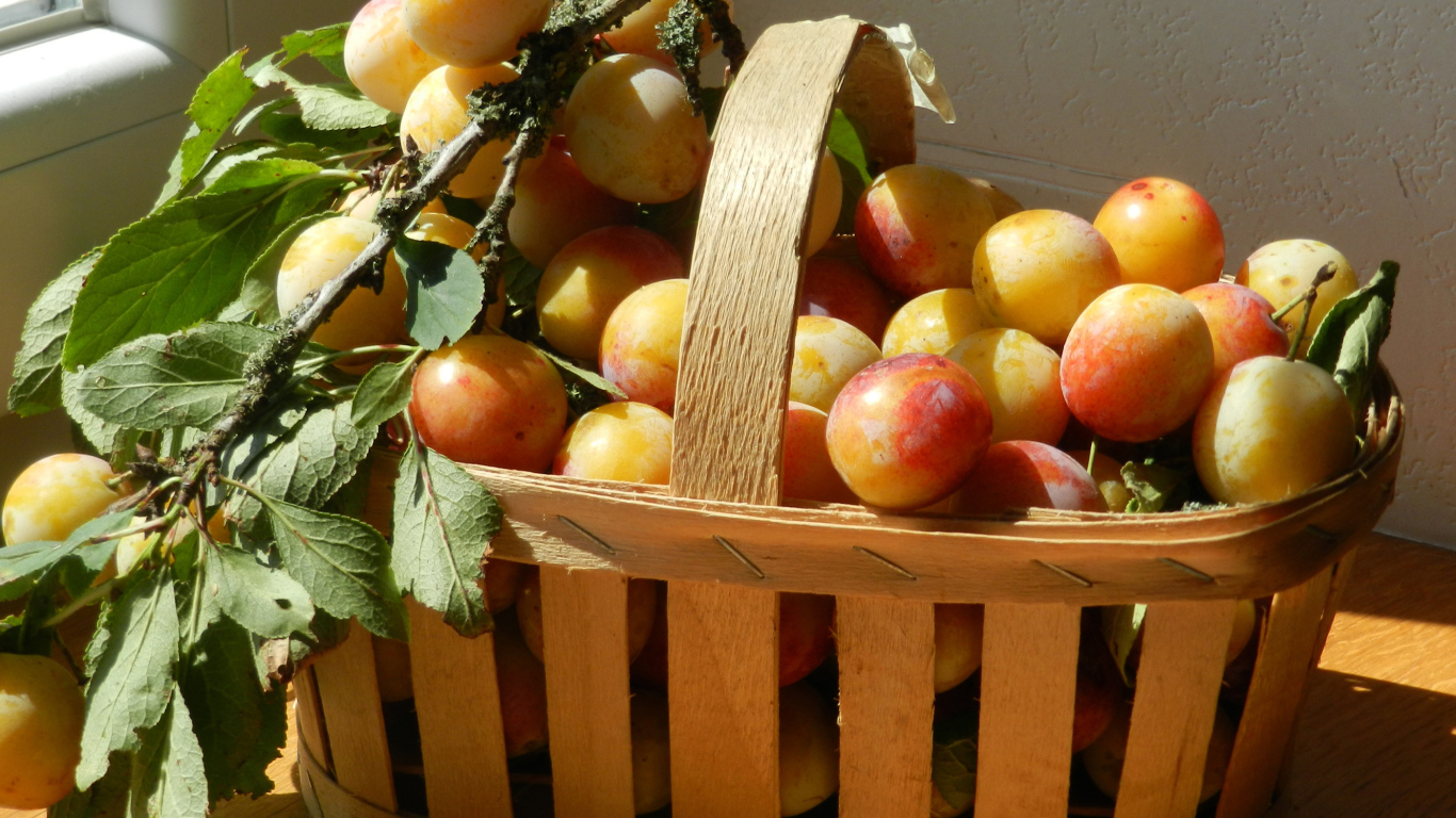 Деревянная корзина со спелыми сливами в лучах солнца