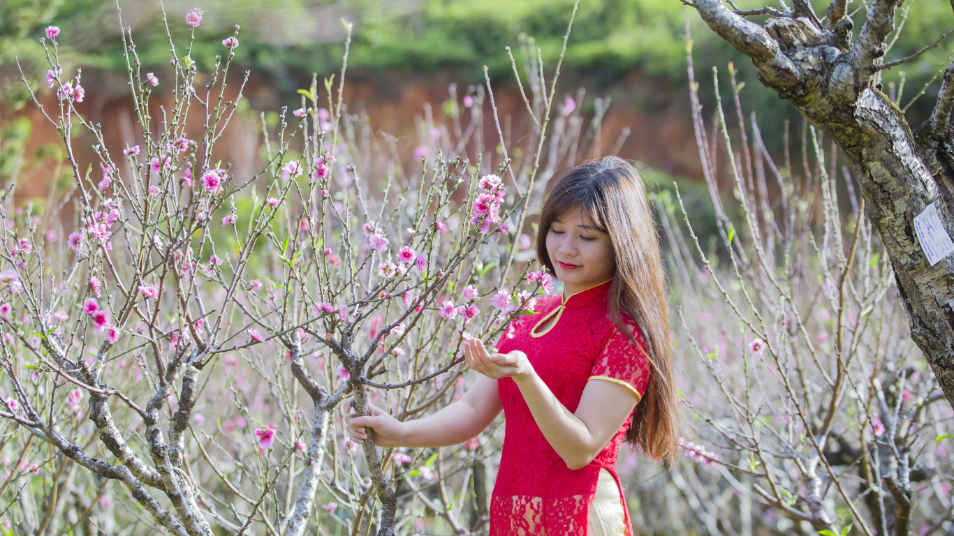 Красивая азиатка в красном наряде у дерева сакуры