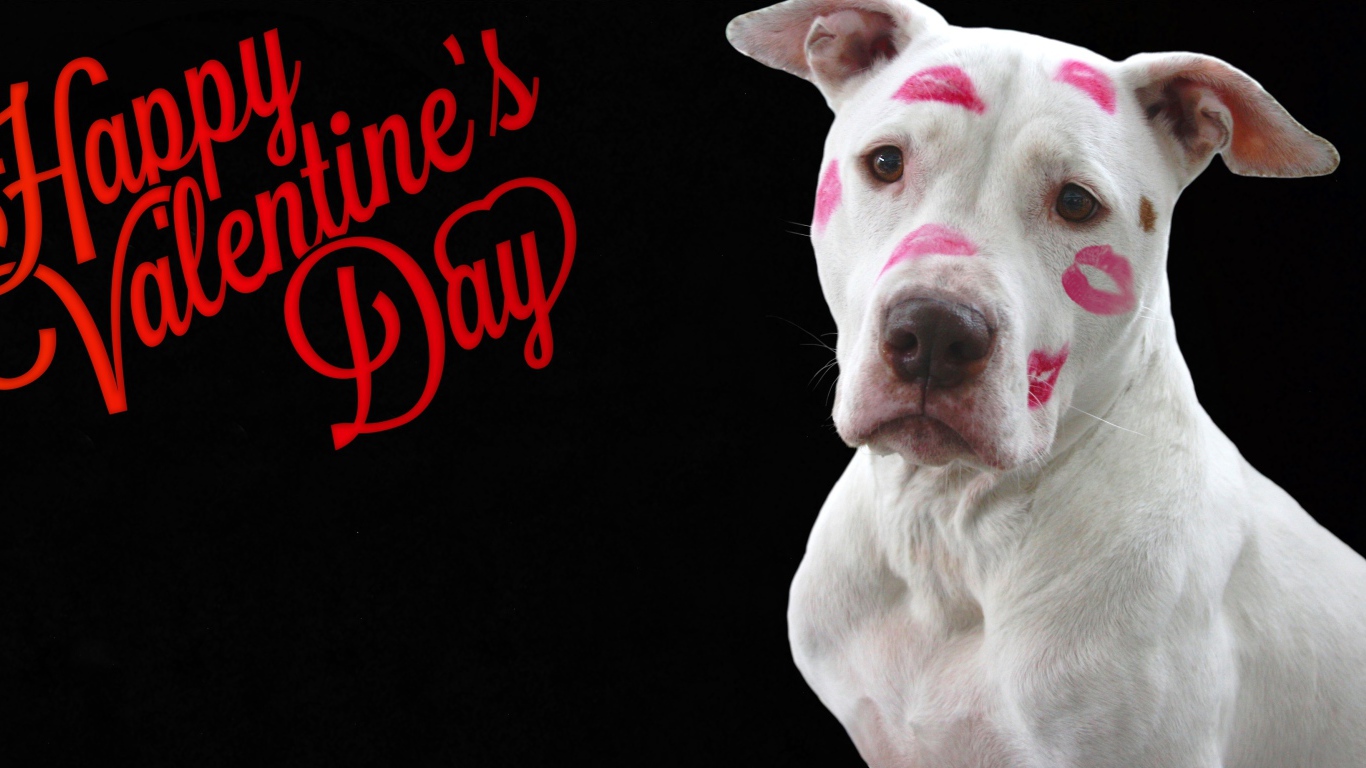 Белый пес со следами помады на черном фоне на День Святого Валентина