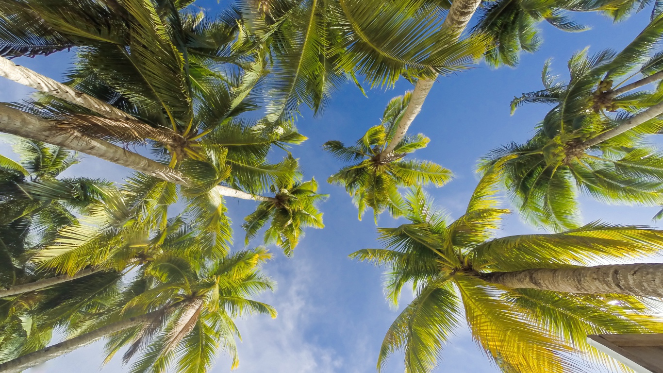 Bottom view of green leaves of palm tree under blue sky