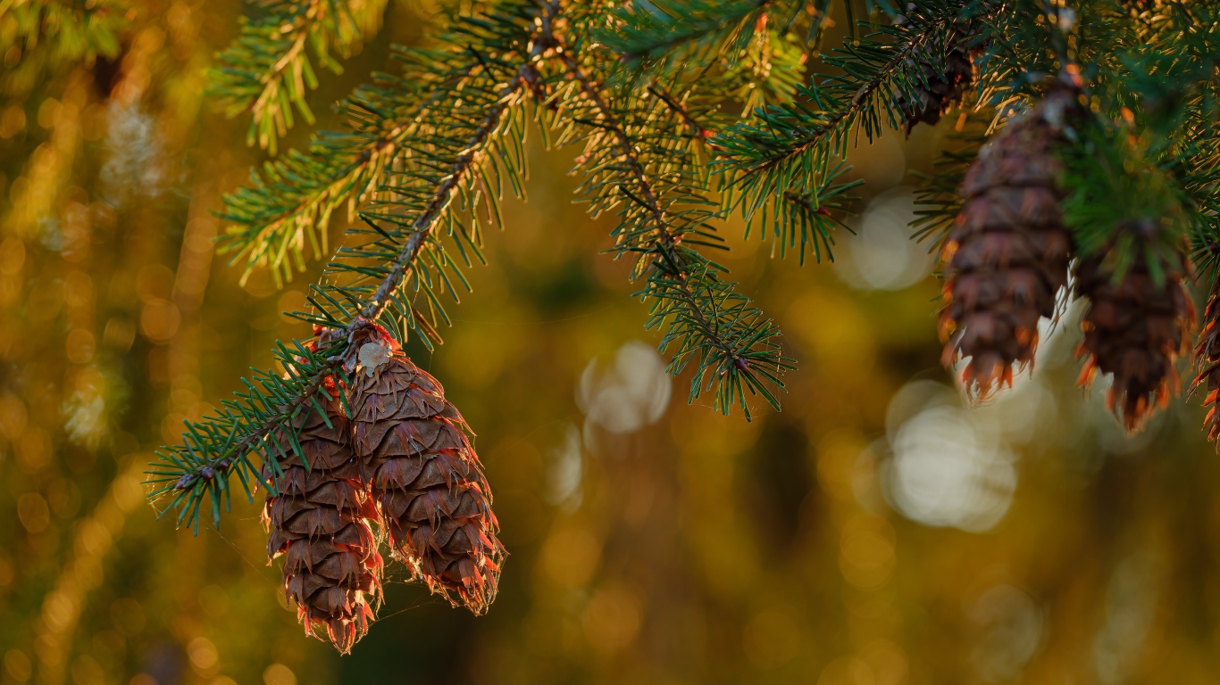 Шишки растут на колючей зеленой ветке ели 