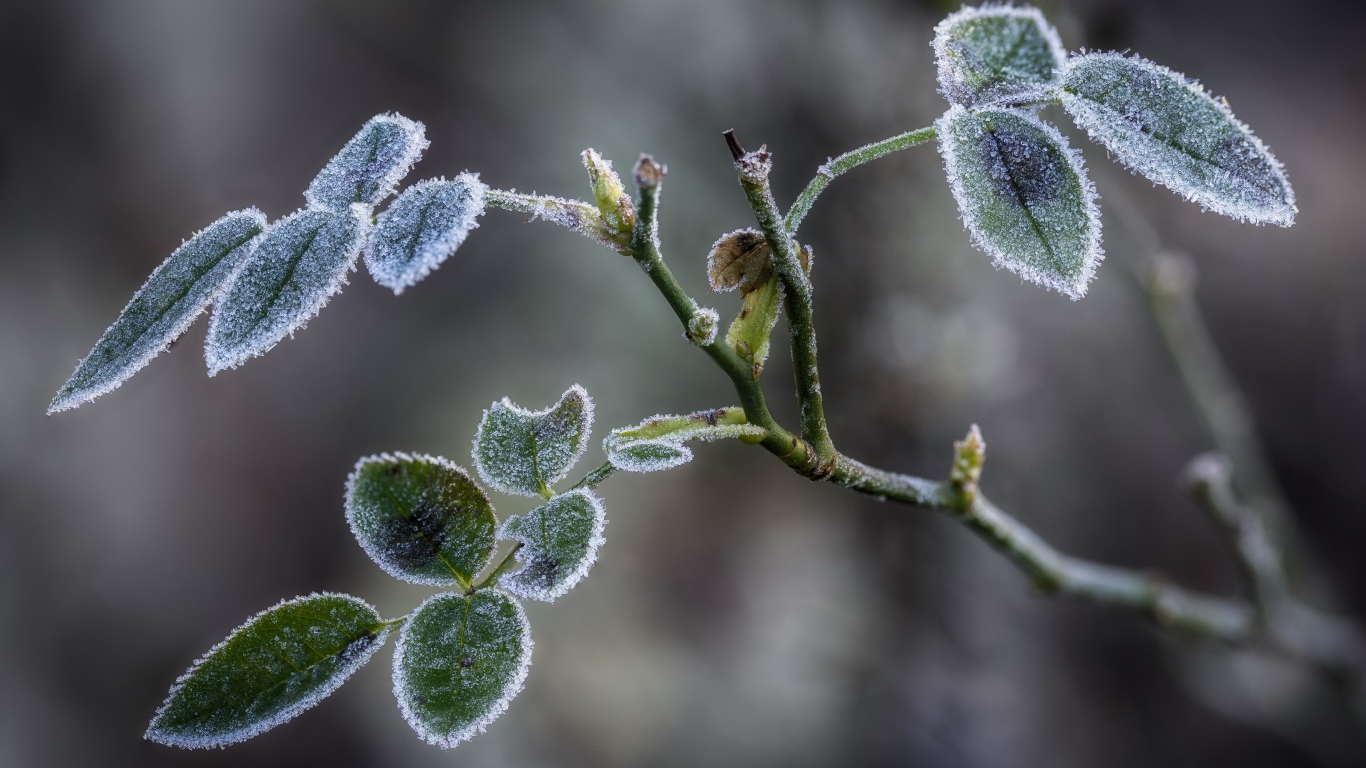 Покрытые инеем зеленые листья розы 