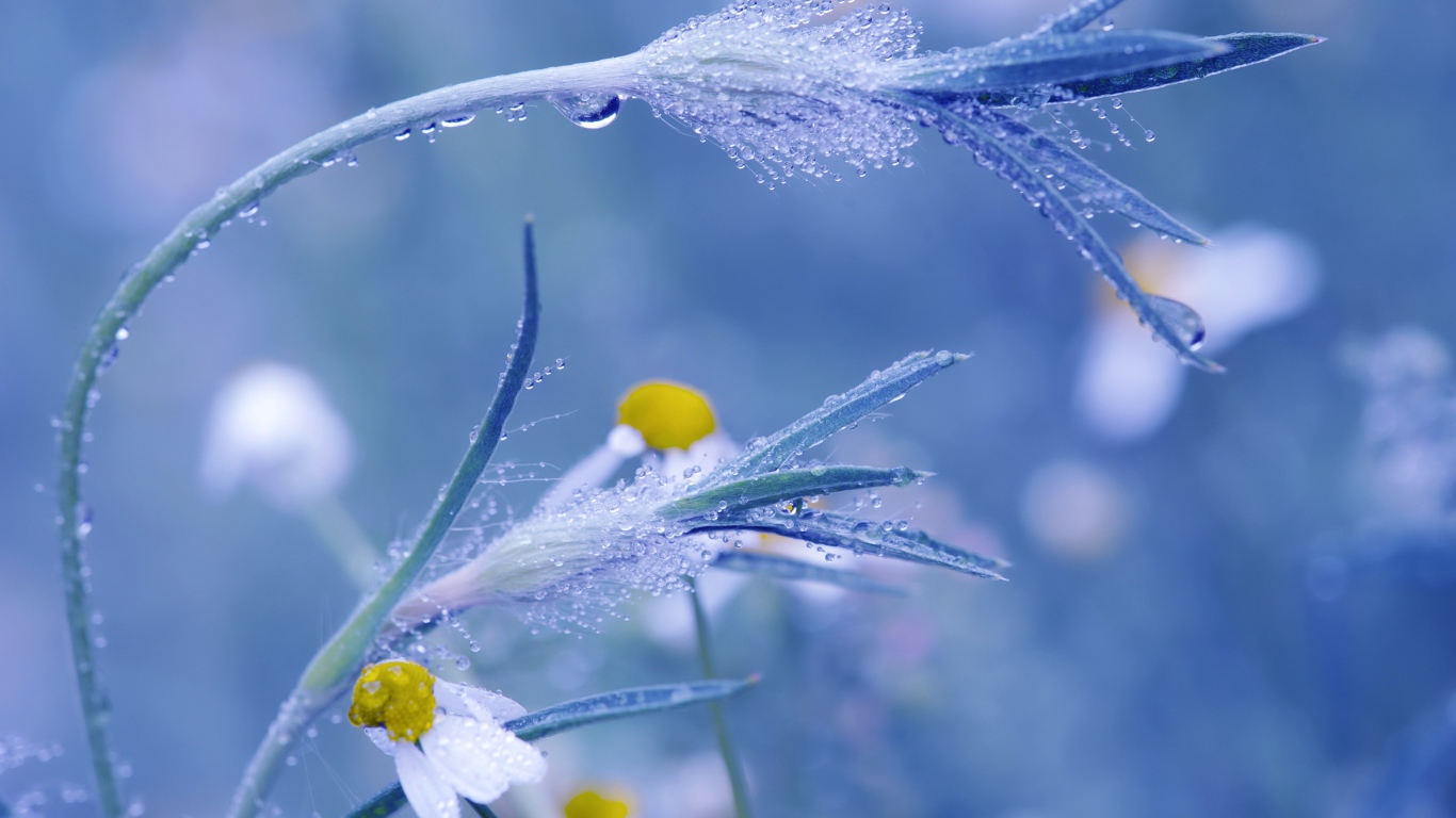 Трава в росе крупным планом