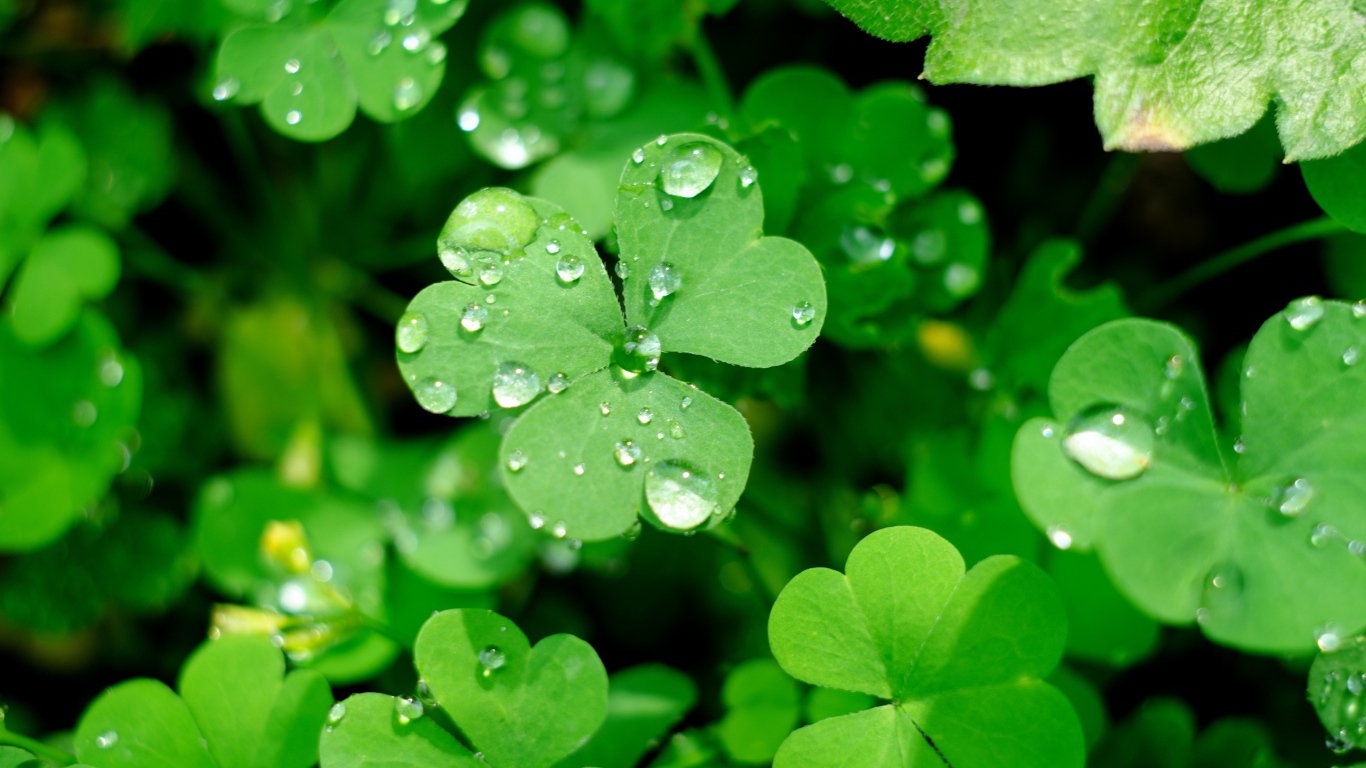 Зеленые листья клевера в каплях воды