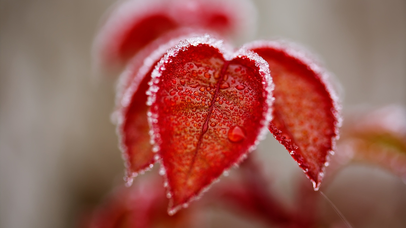 Оранжевые листья в снегу крупным планом