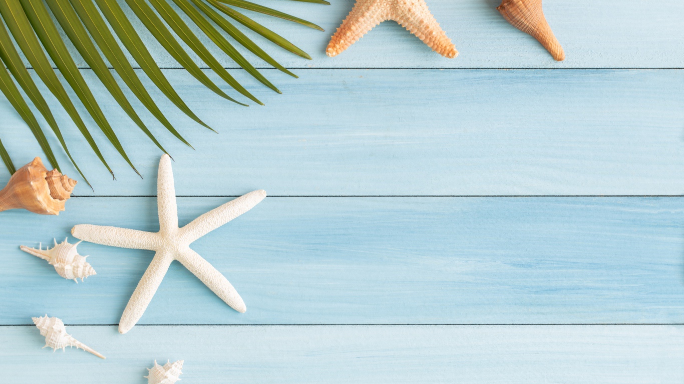 Пальмовый лист на столе с ракушками и морскими звездами 