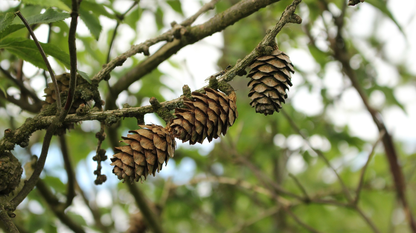 Три сосновые шишки висят на ветке 
