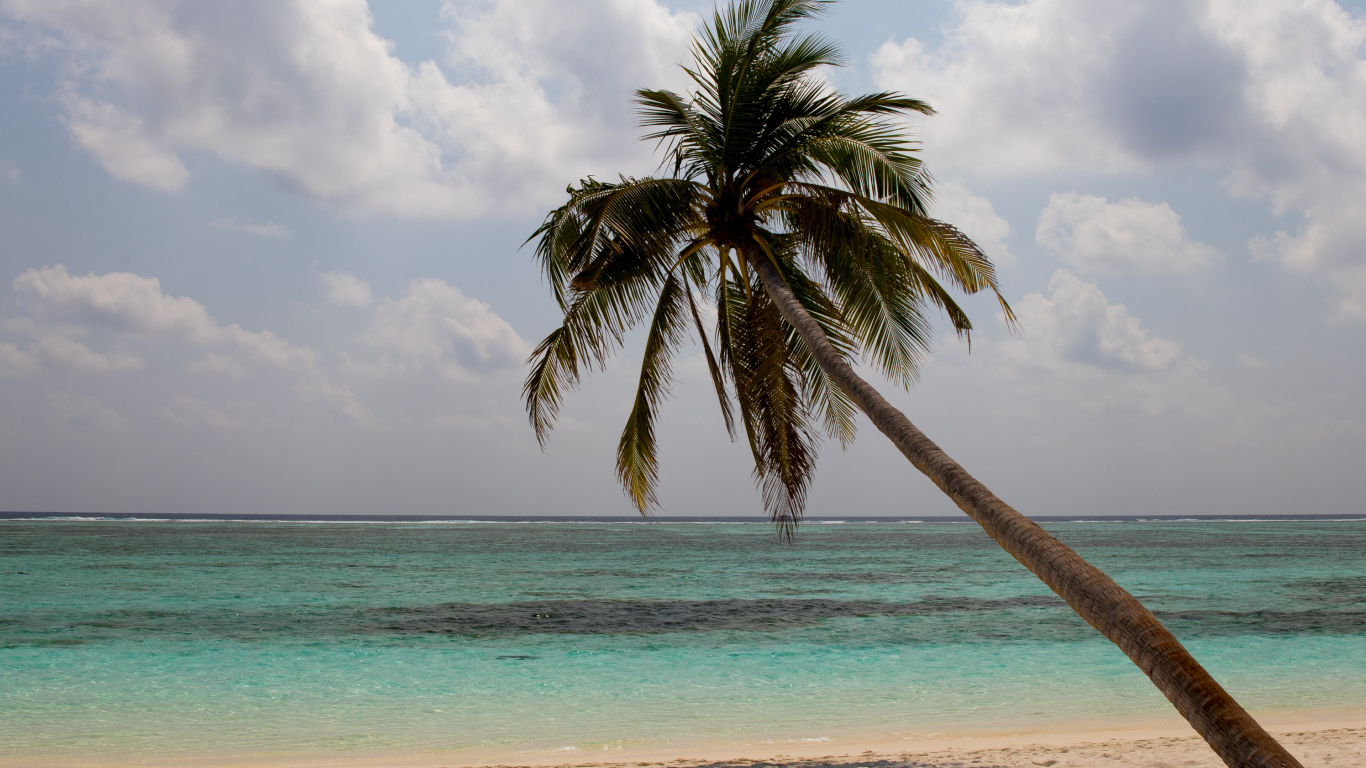 Большая пальма на песке у океана в тропиках 