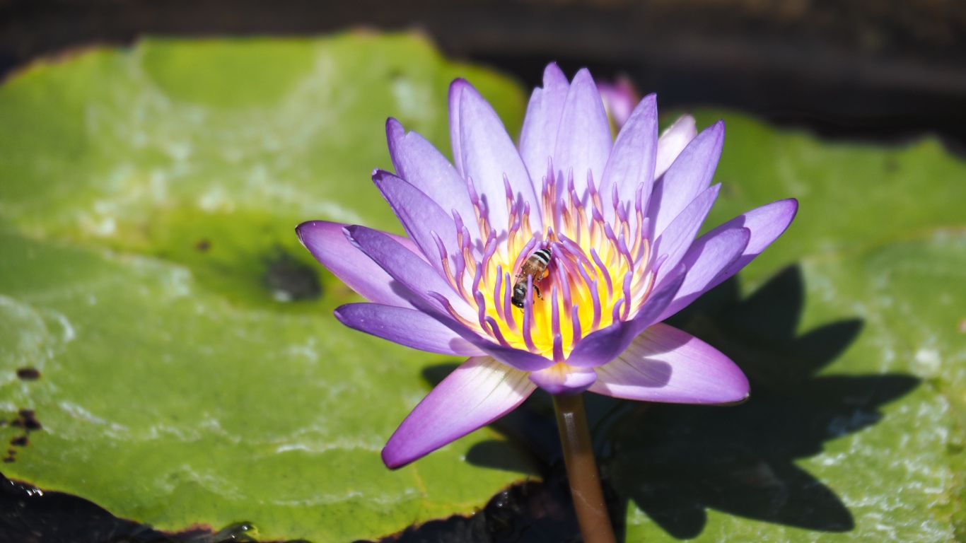 Пчела сидит на сиреневом цветке лотоса в пруду