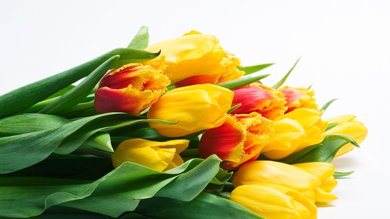 Большой букет желтых тюльпаном на белом фоне