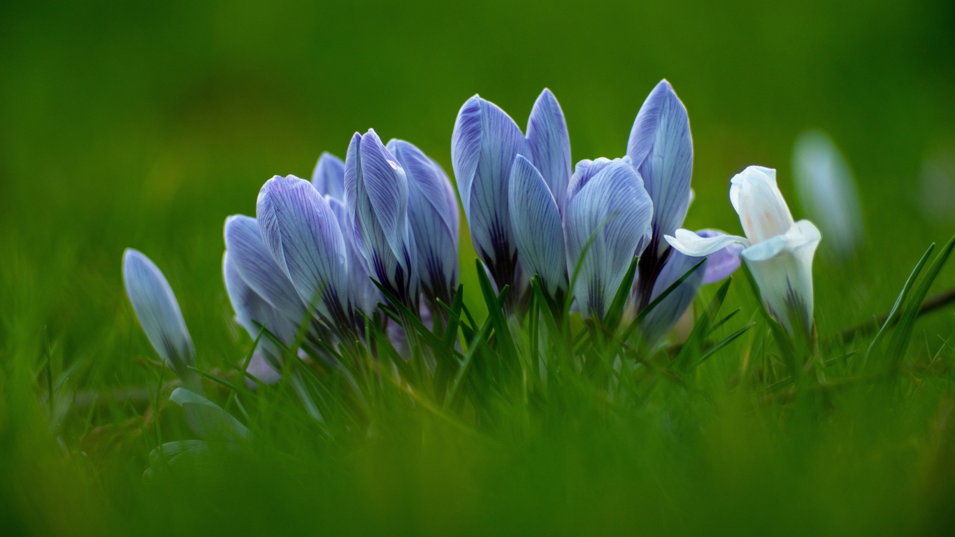 Много голубых цветов крокуса в зеленой траве 