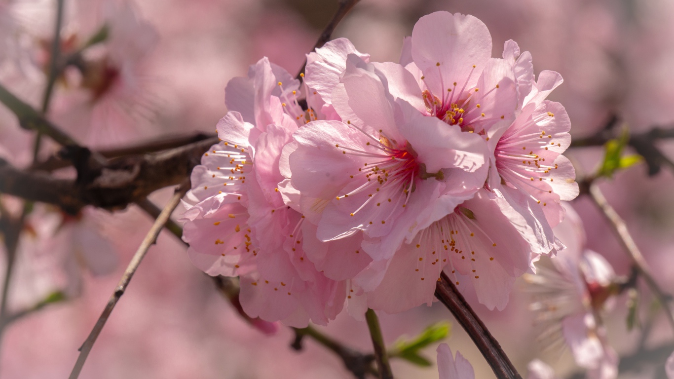 Много розовых цветов сакуры на ветке 