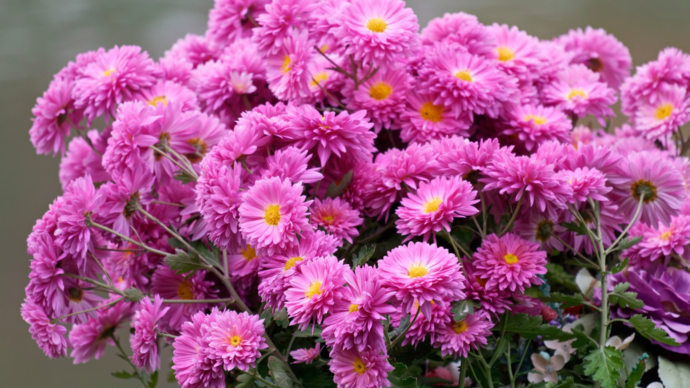 Красивый букет розовых цветов хризантемы 