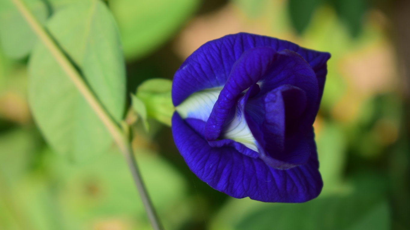 Красивый нежный синий цветок ипомеи 