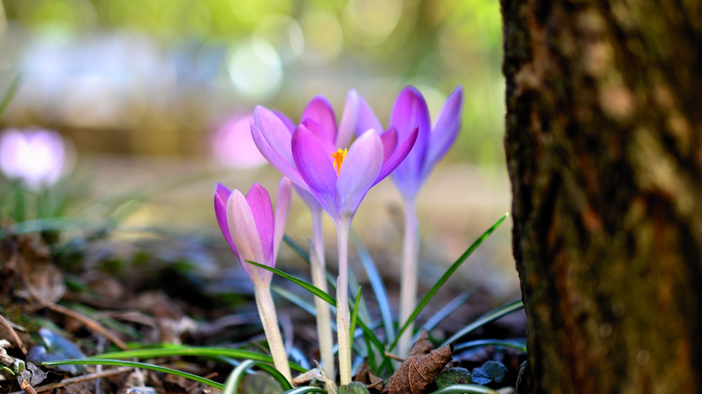 Красивые нежные сиреневые крокусы у дерева весной
