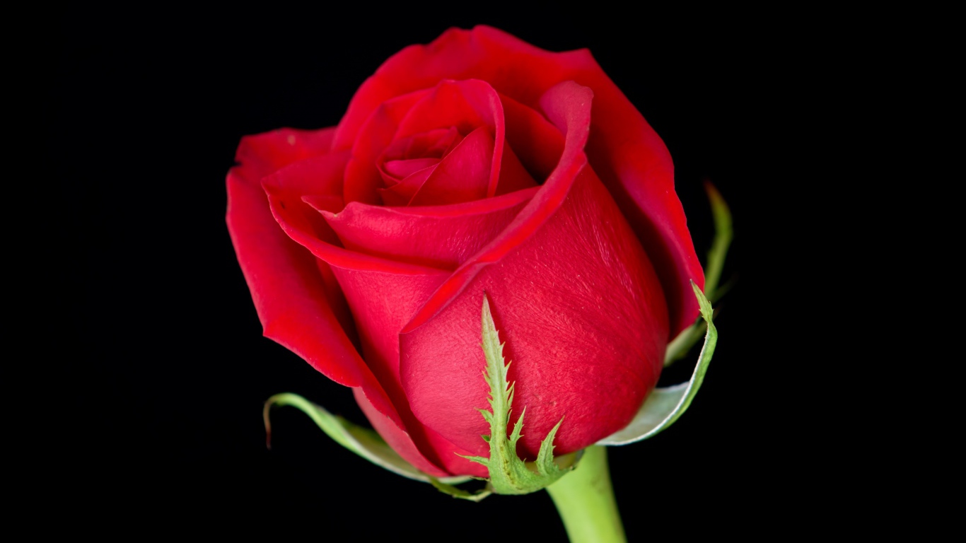 Красивый цветок алой английской розы на черном фоне 