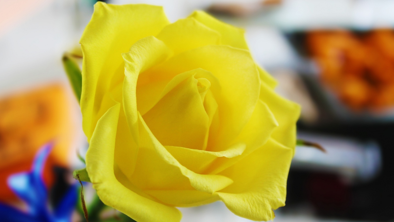 Красивая свежая желтая роза крупным планом