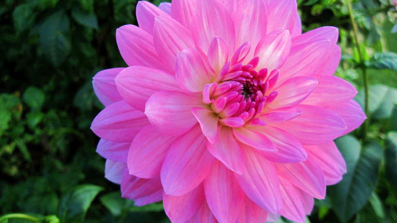 Красивый крупный розовый цветок георгины на клумбе 