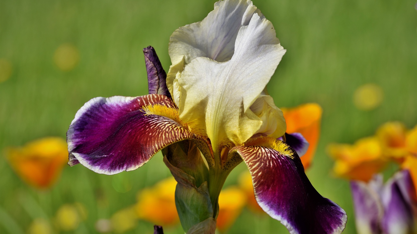 Красивый сиреневый цветок ириса крупным планом