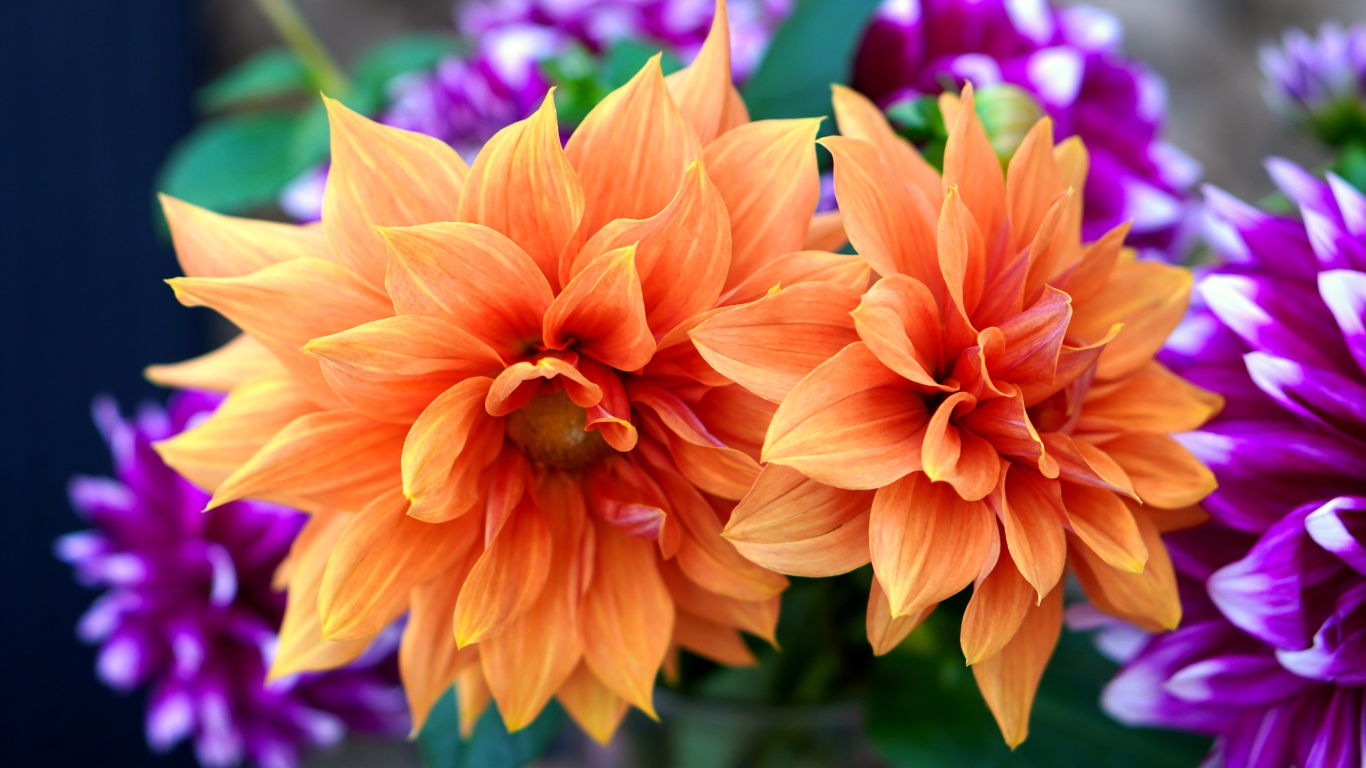 Красивые оранжевые георгины крупным планом