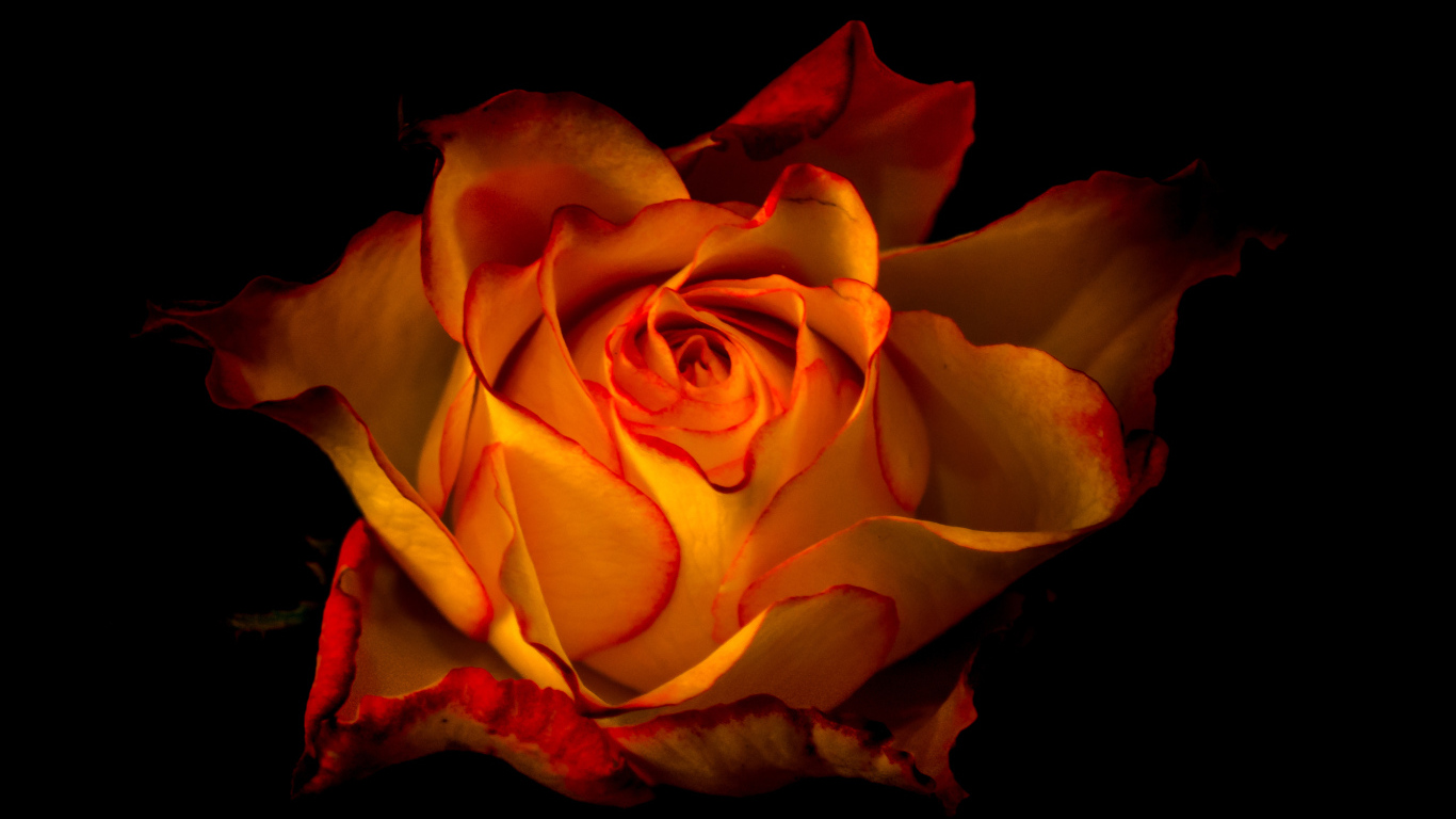 Красивая оранжевая роза крупным планом на черном фоне