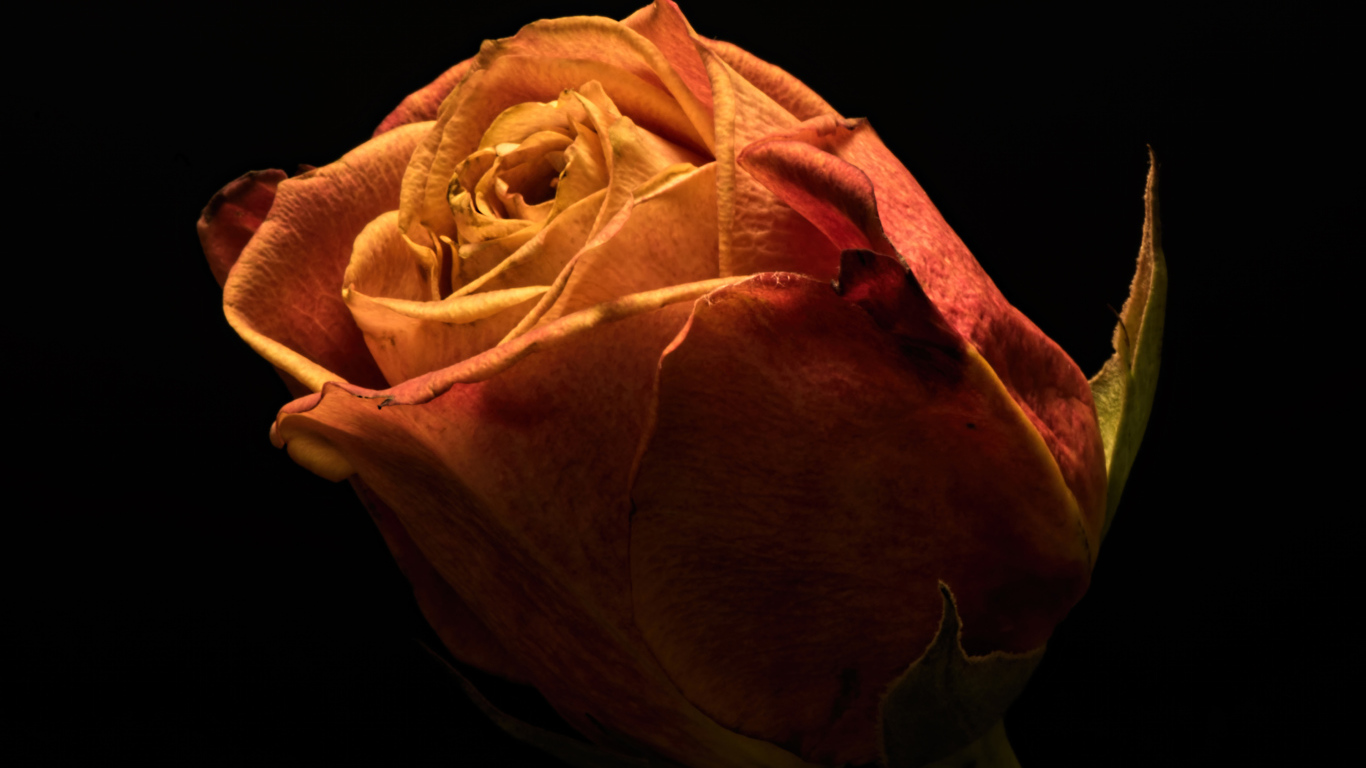 Красивая оранжевая роза на черном фоне крупным планом