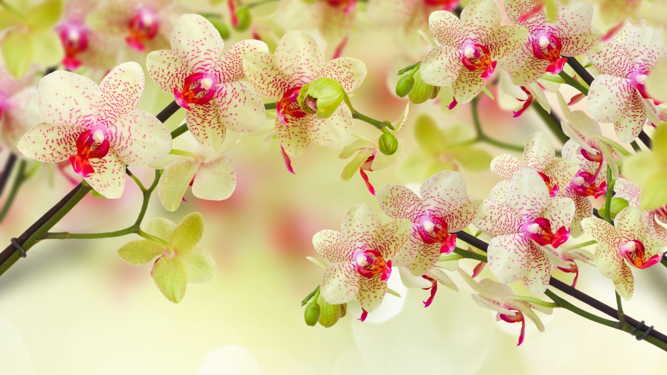 Красивый цветок орхидеи с бутонами на ветке 